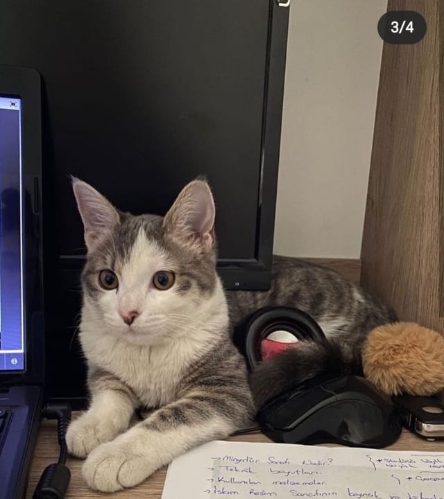 Kedi - Kadıköy