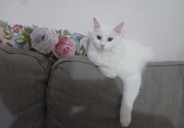 Kedi - Muratpaşa