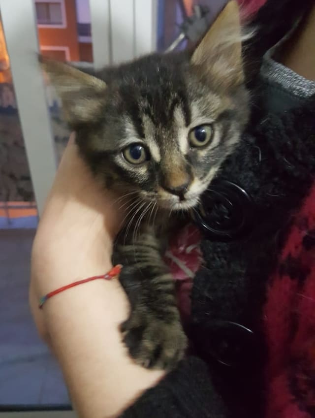 Kedi - Bornova