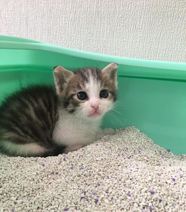 Kedi - Keçiören