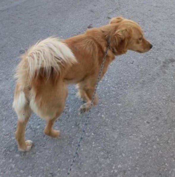 Köpek - Nilüfer