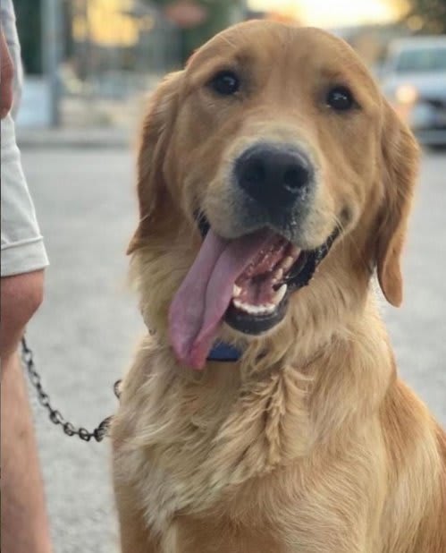 Köpek - Karşıyaka