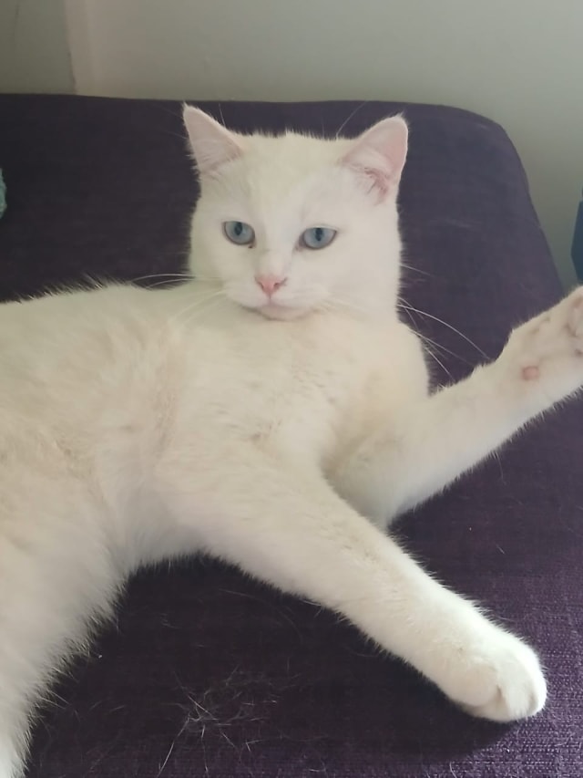 Kedi - Bornova