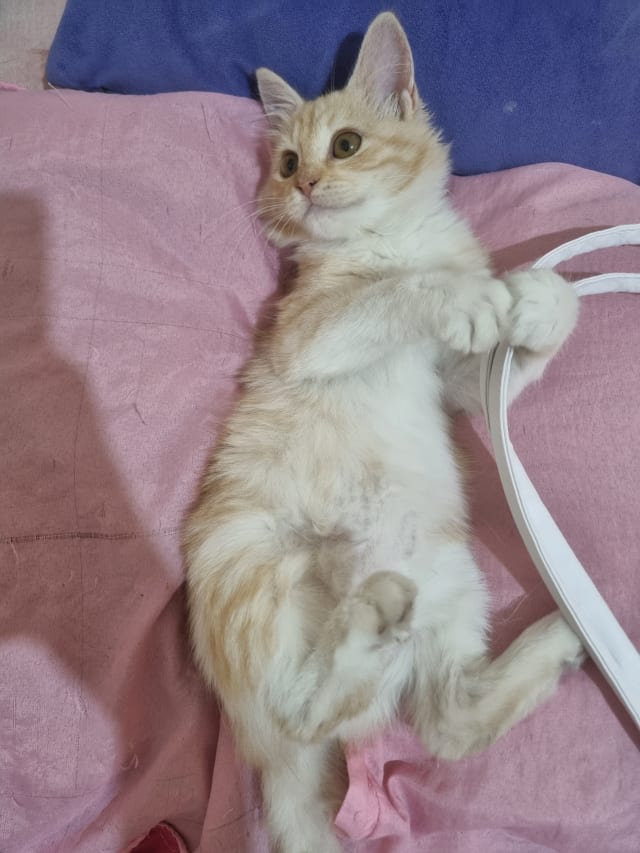 Kedi - Keçiören