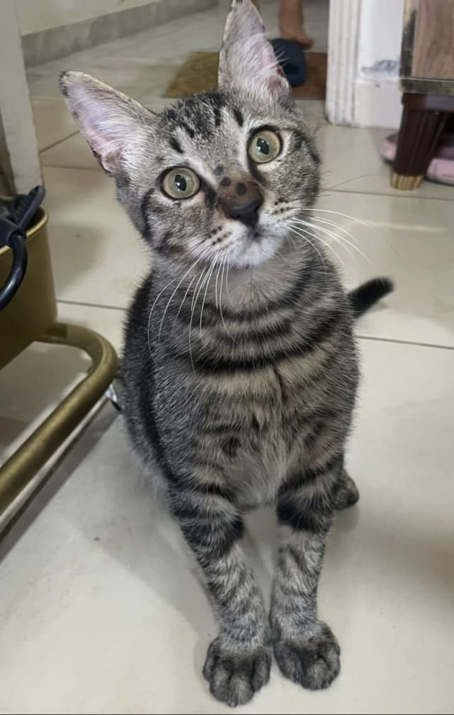 Kedi - Beşiktaş