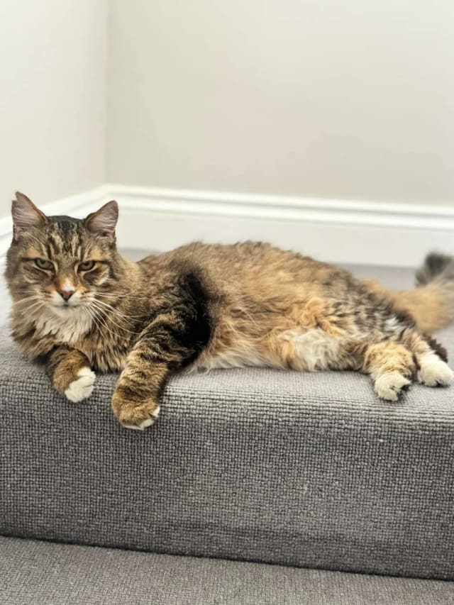 Kedi - Çankaya