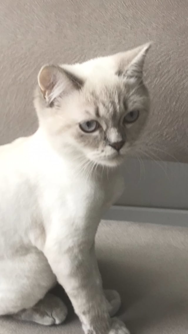 Limon - Kayıp