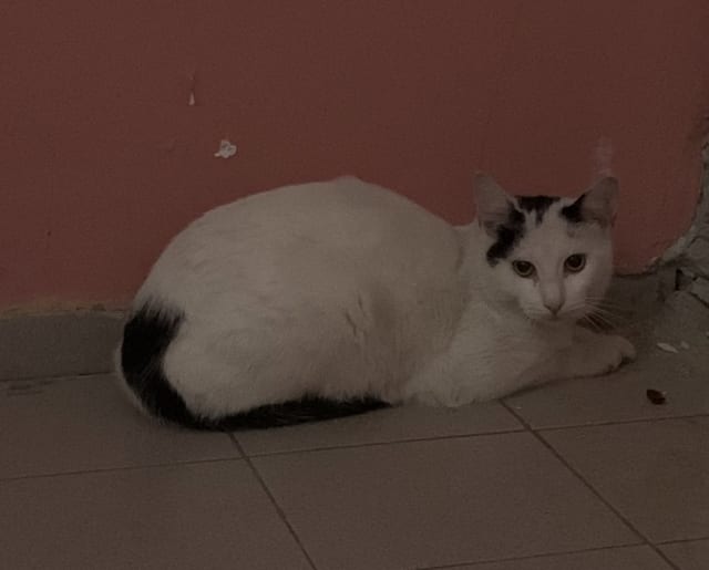 Boncuk - Kayıp