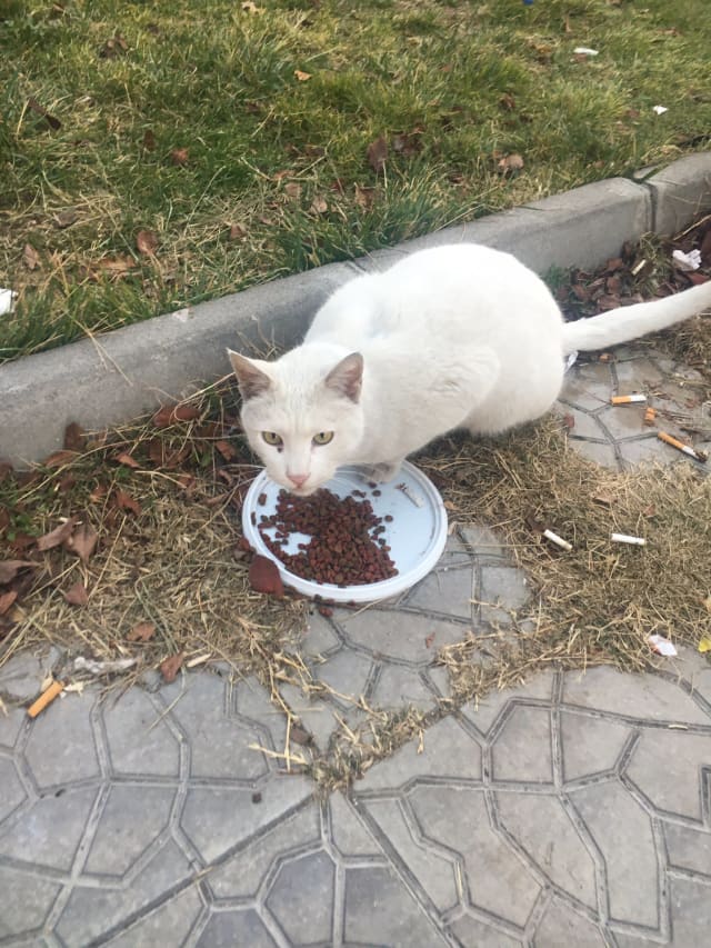 Duman - Kayıp