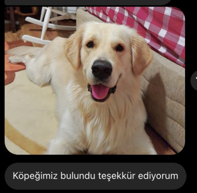 Yeşil - Kayıp