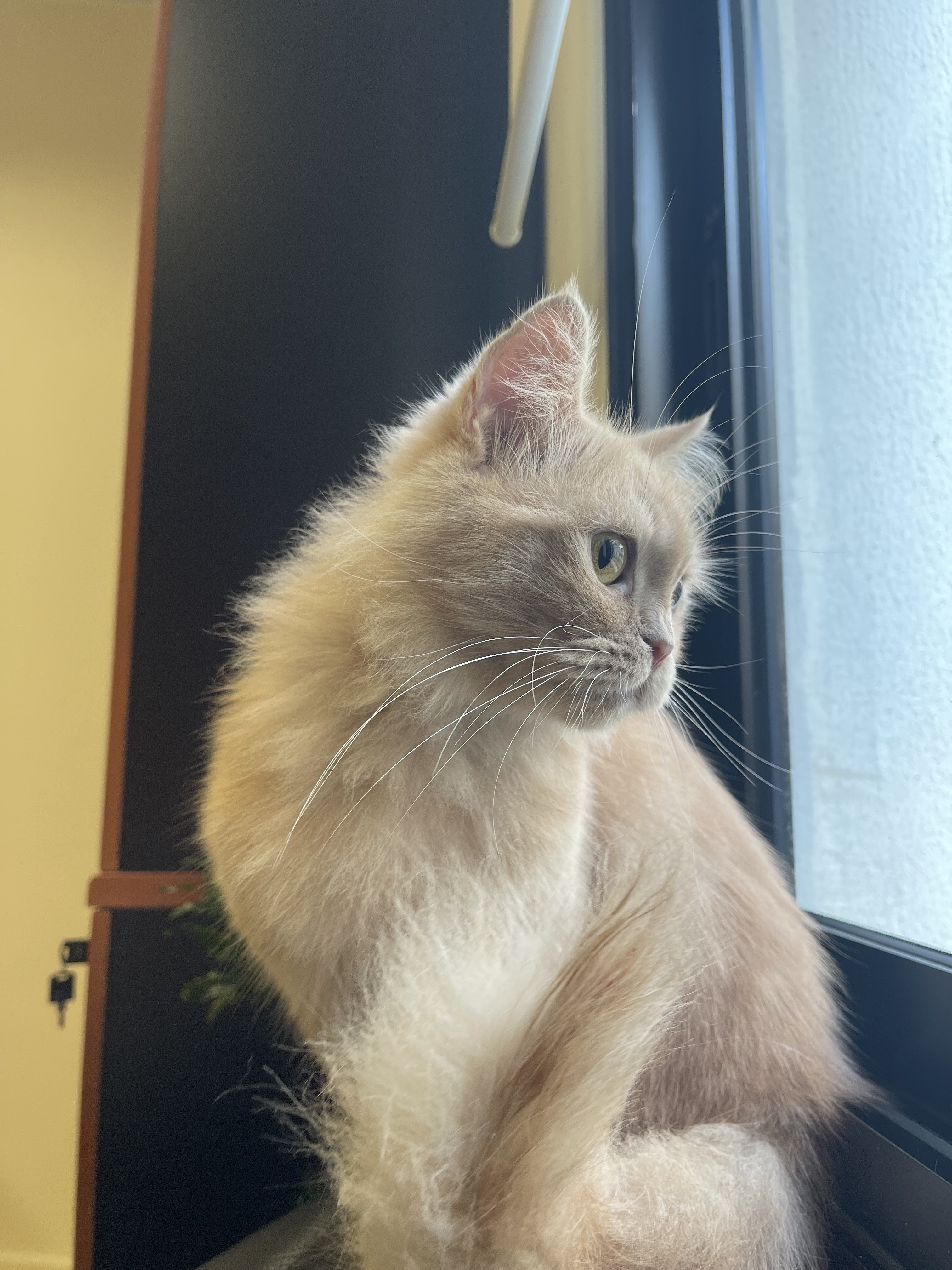 Kedi