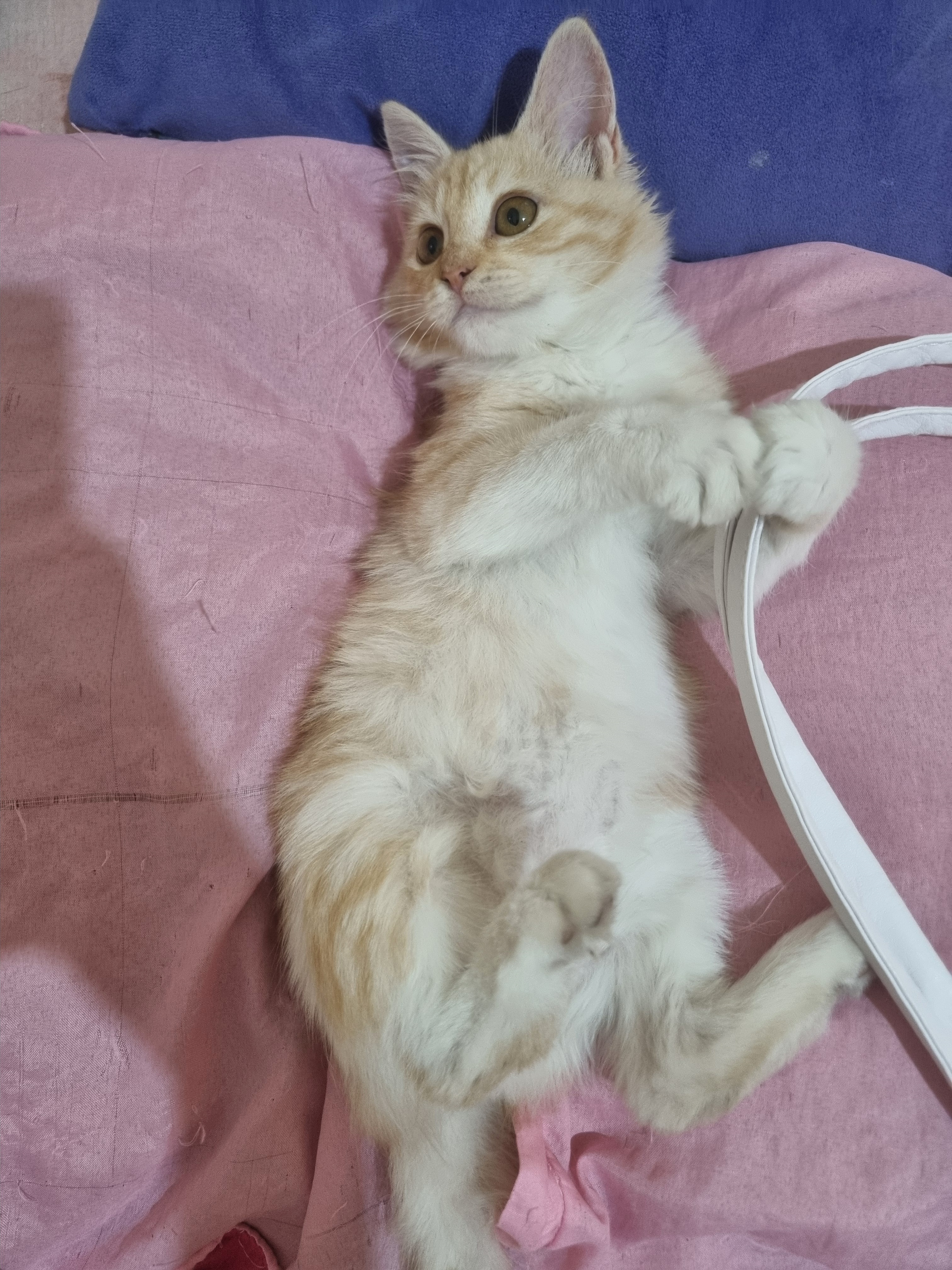 Kedi