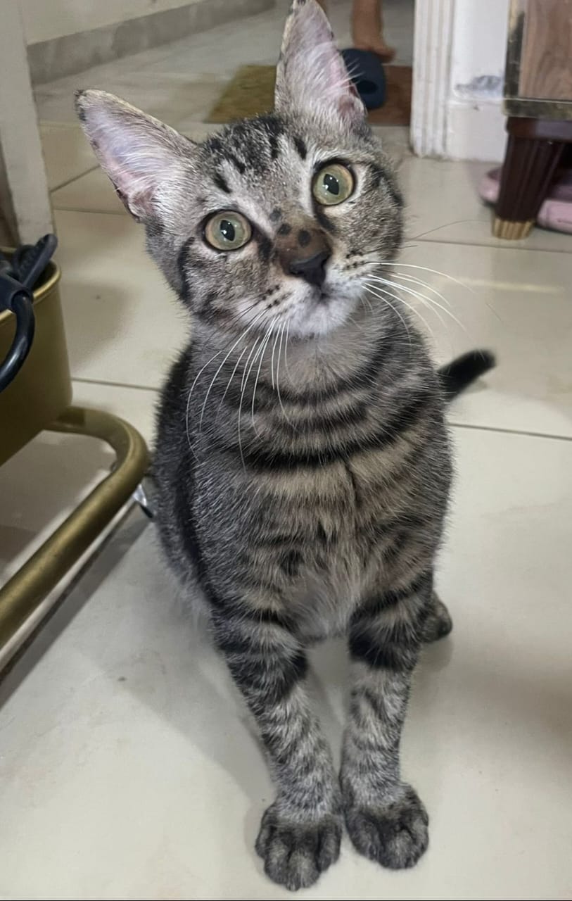 Kedi