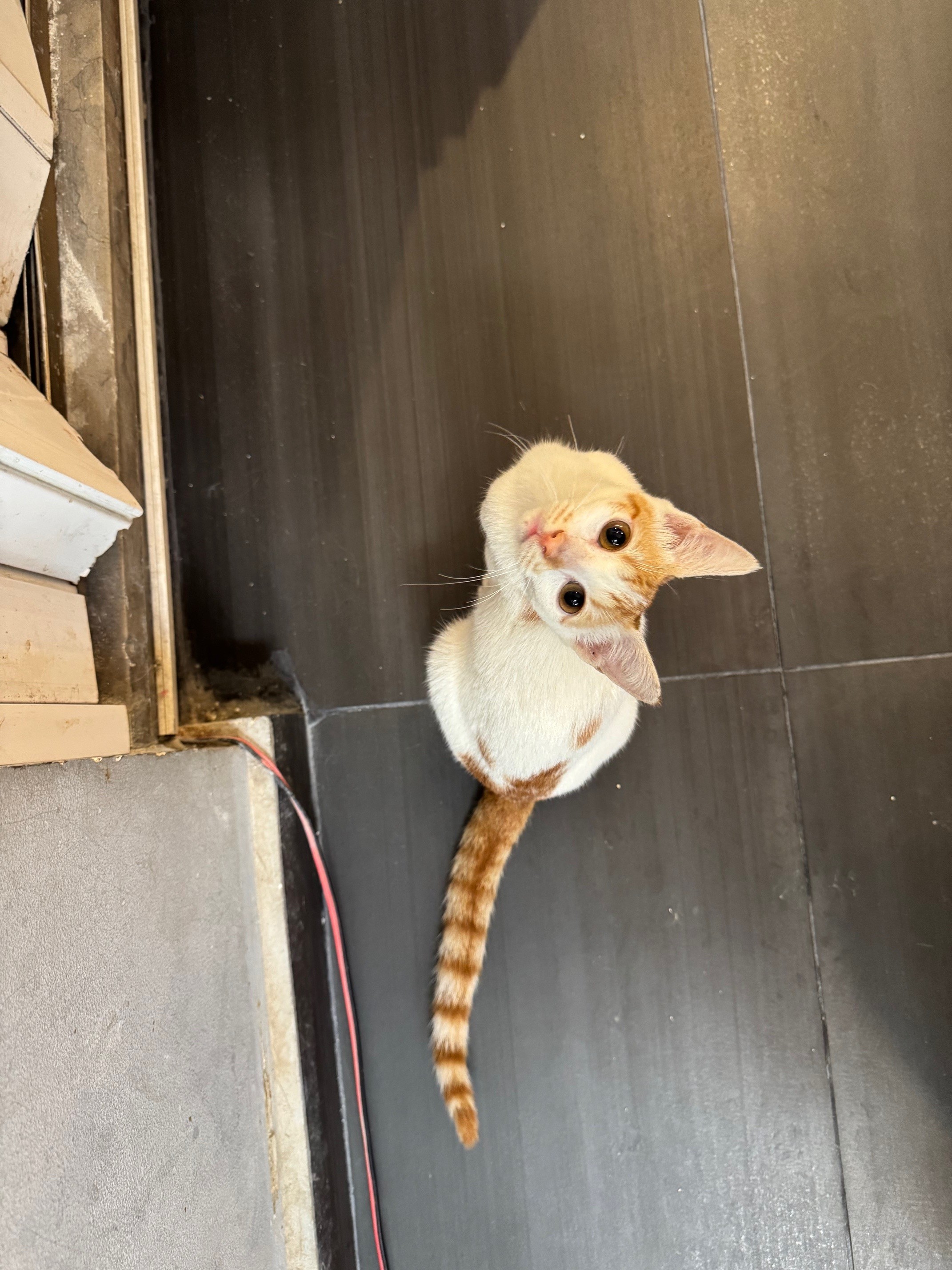 Kedi