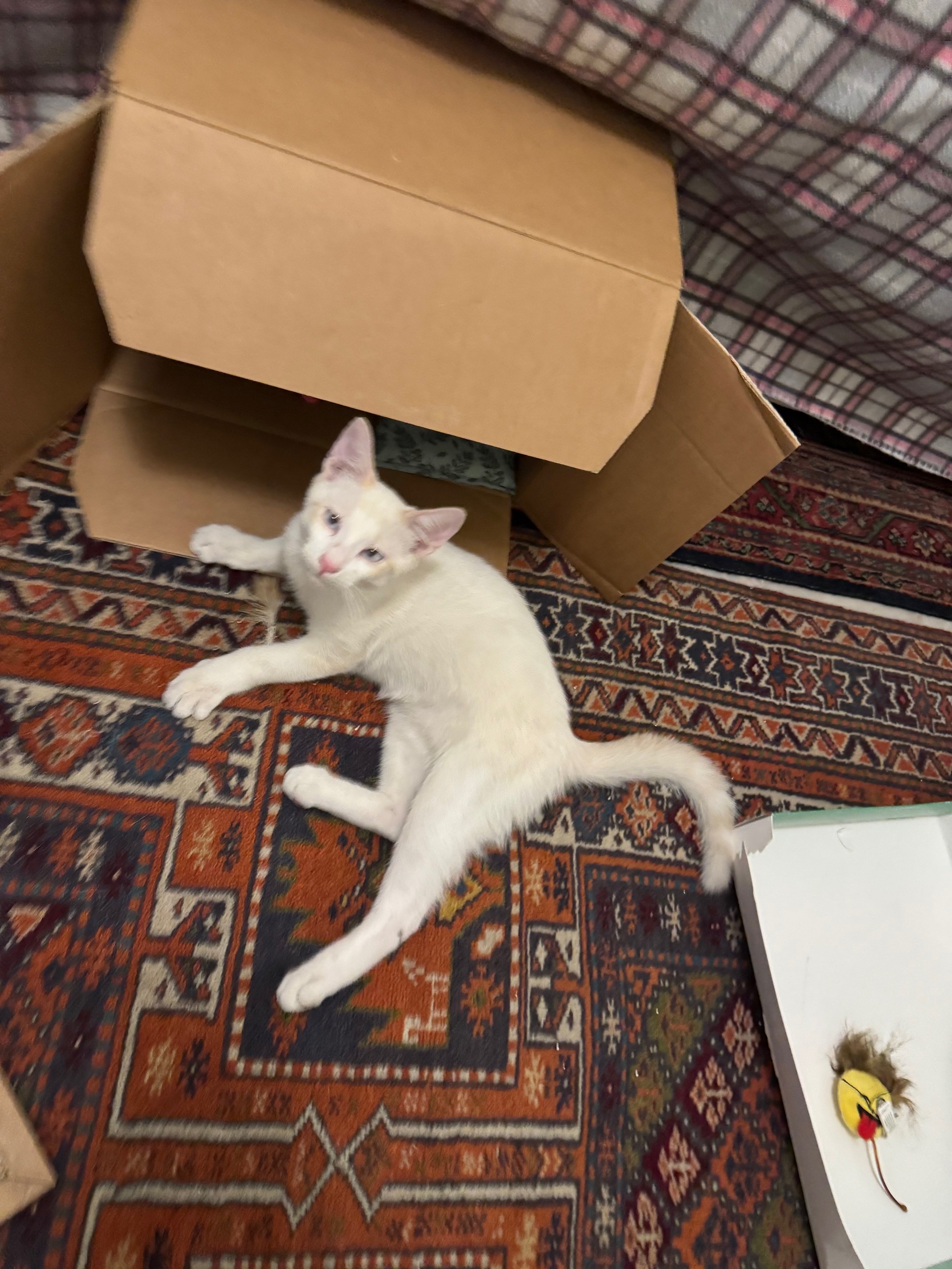 Kedi
