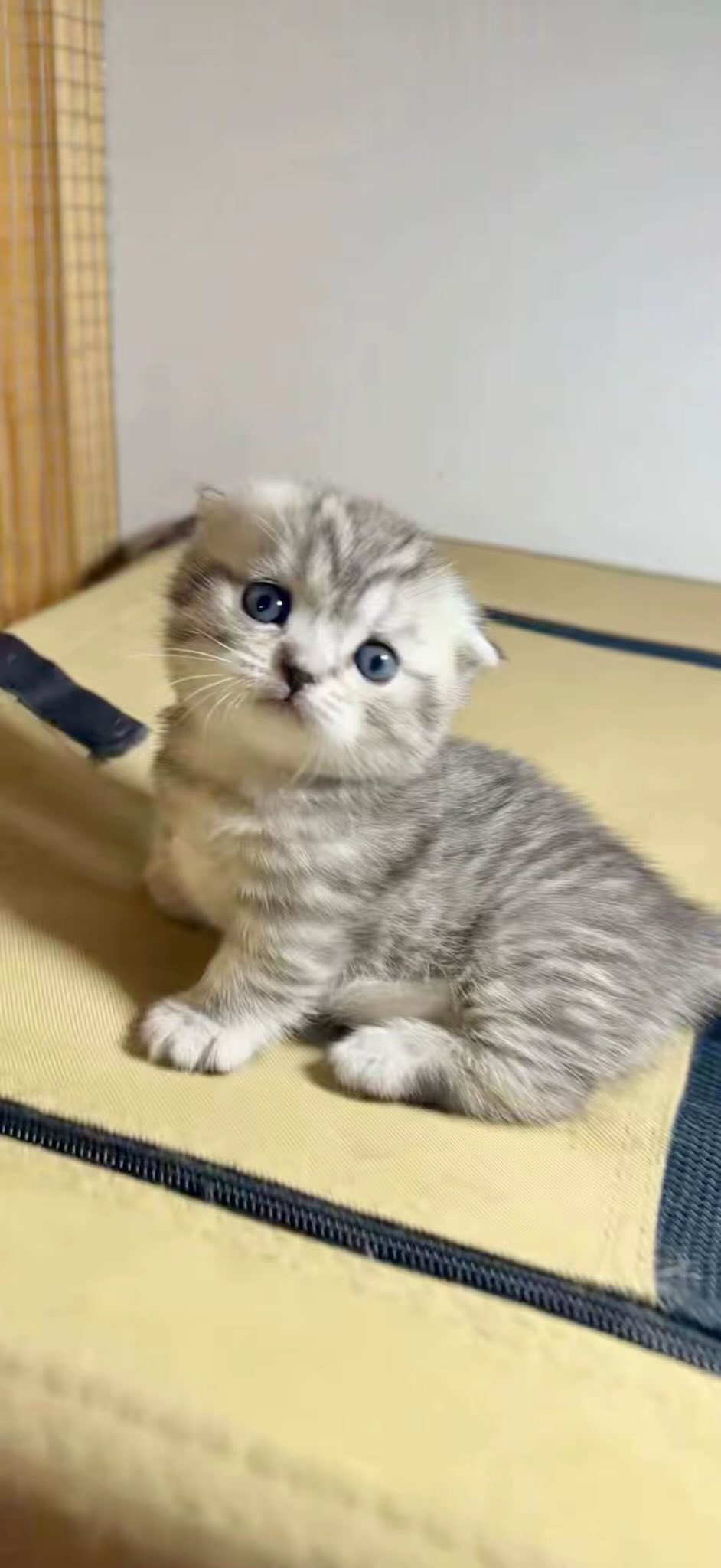 Kedi