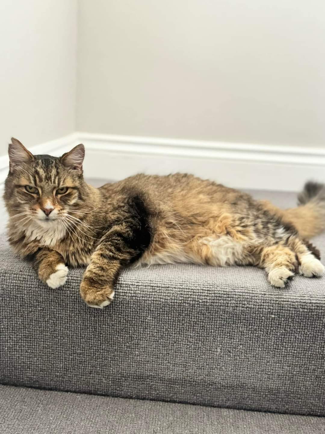 Kedi