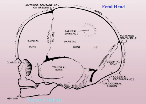 What are change occur on  Fetal skull , female pelvis?
