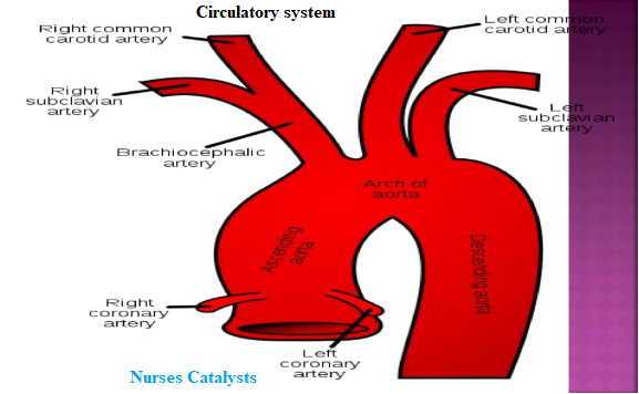 Component of circulatory system and why is important to the brain, and fetal on pregnancy mother.