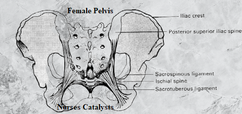 What are difference between  Anatomy of Female Pelvic and male pelvis?