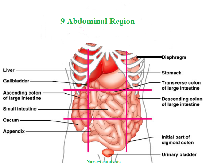 How Abdominal is divided in different  Region , What are Different  Anatomical Position.