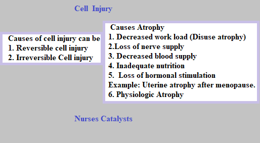 Cellular Injury And Abnormal And Normal Accumulation Of Intercellular Fluid