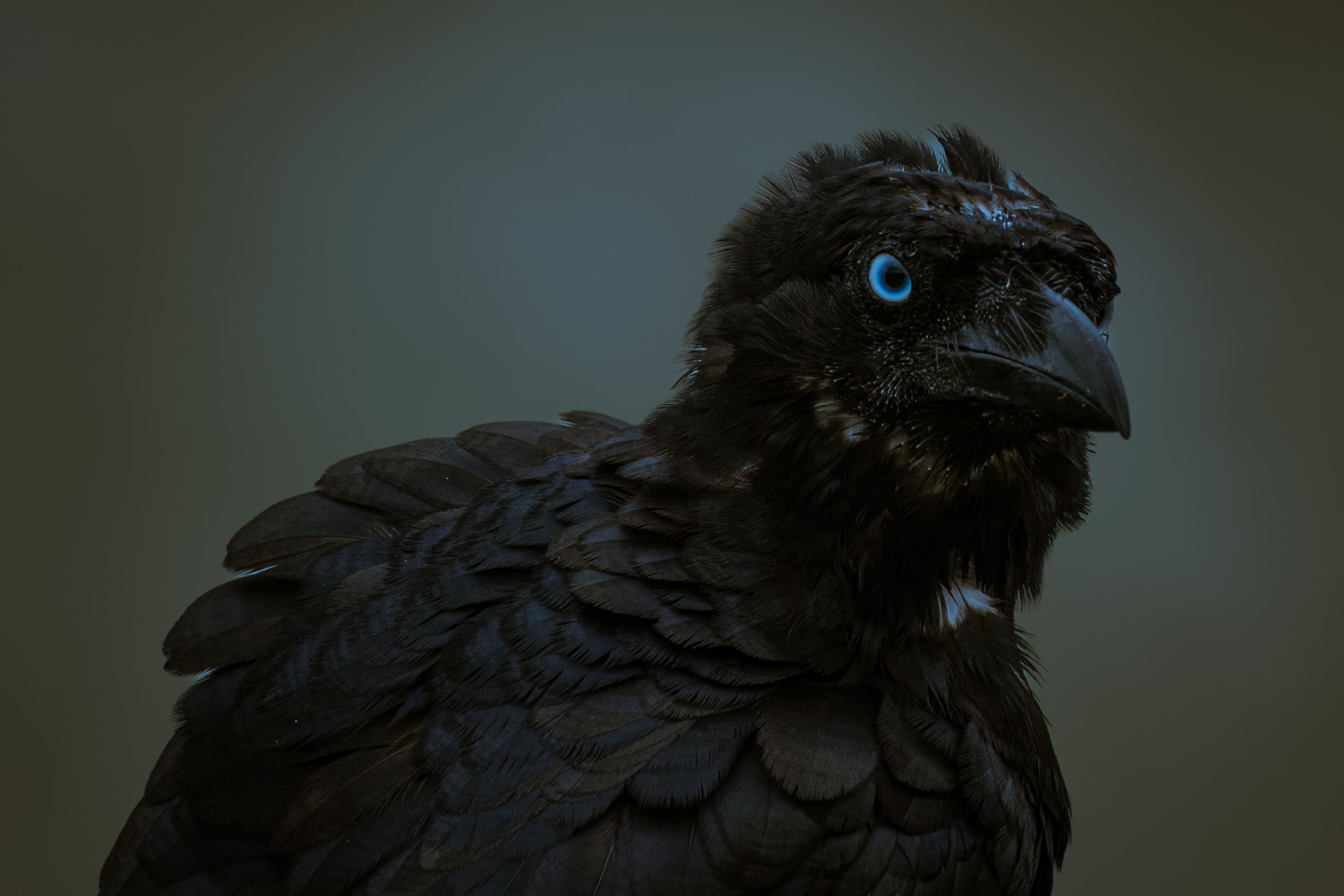 Noosa - Granite Bay Corvid