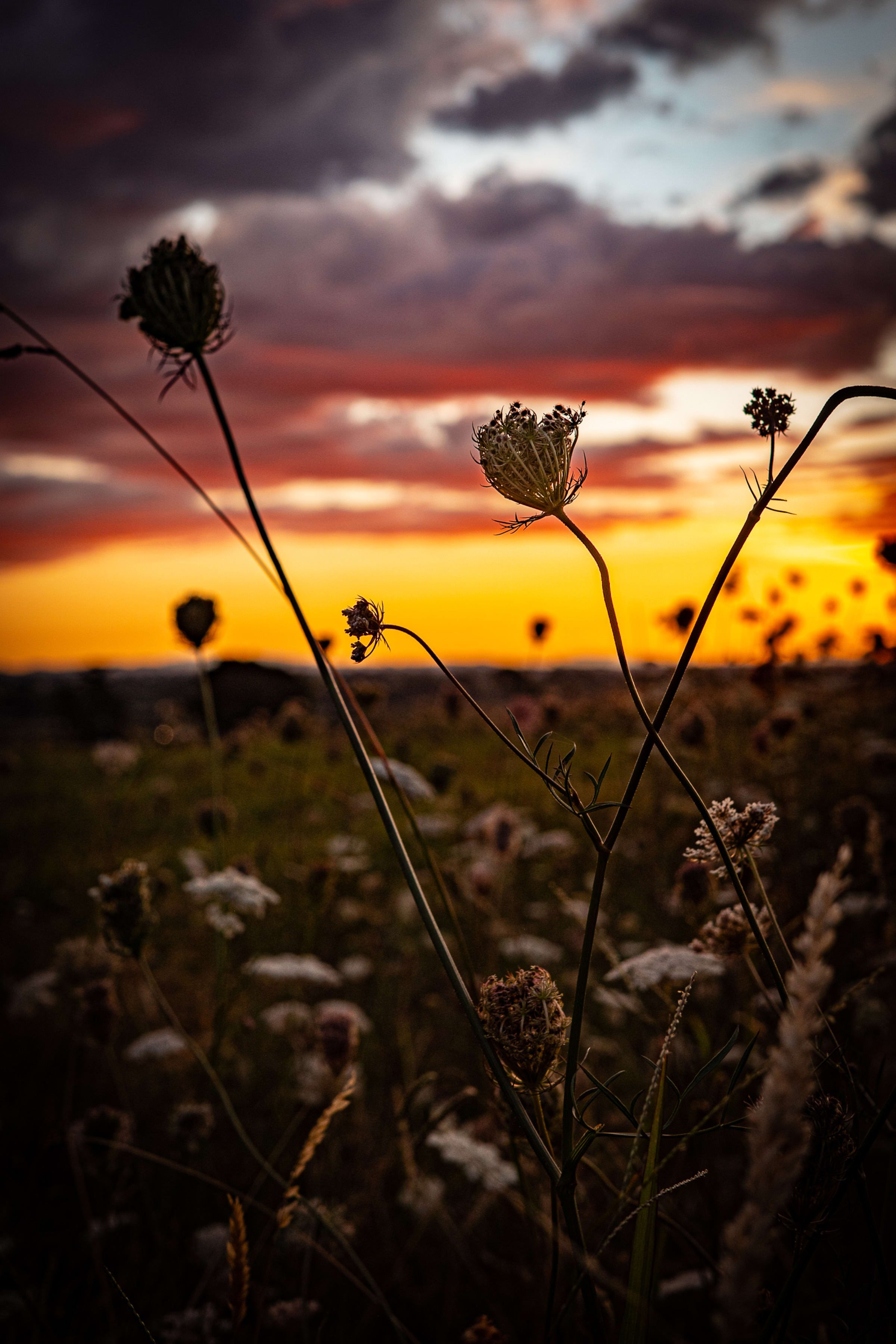 Cornfields