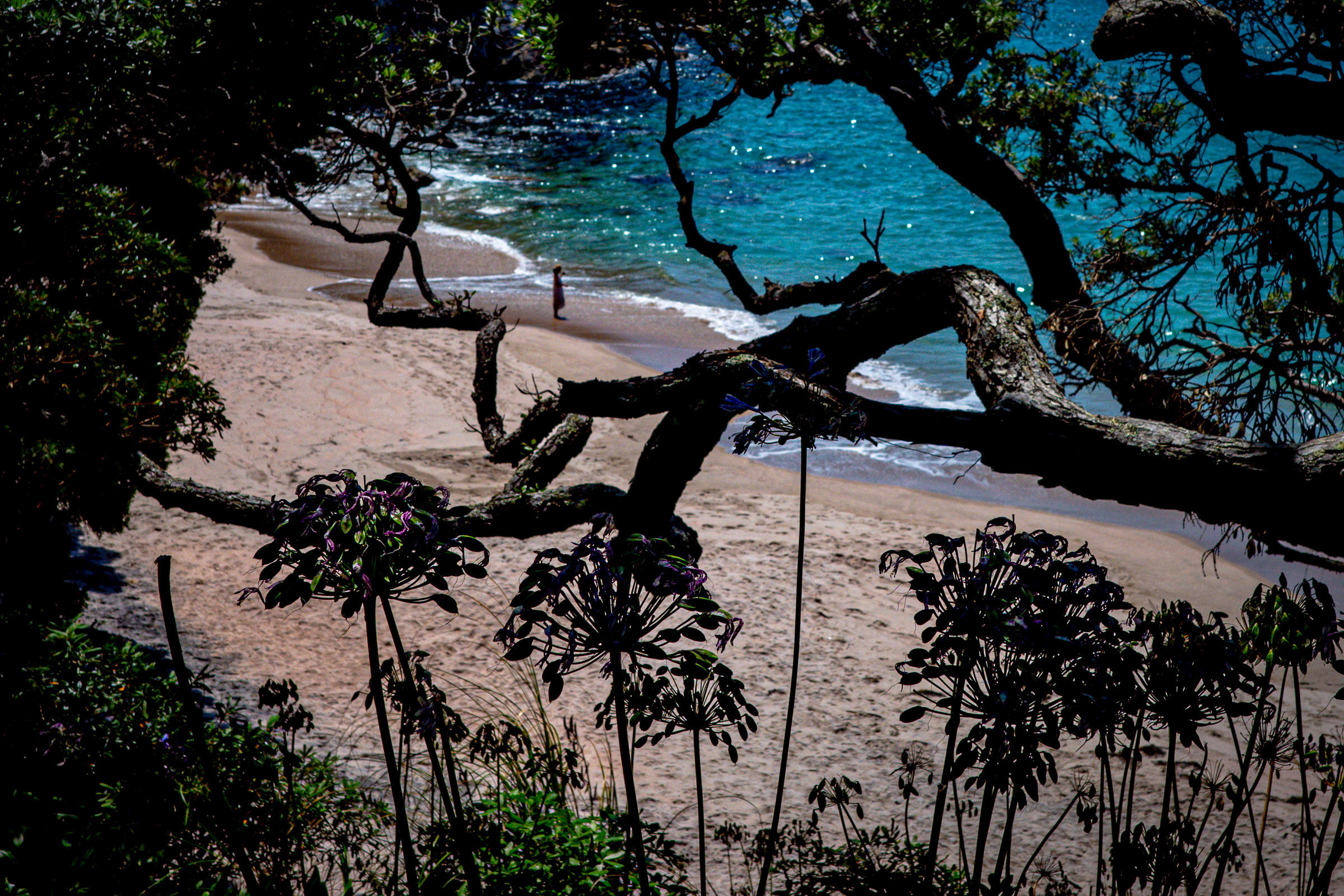 One of Coromandels golden beaches