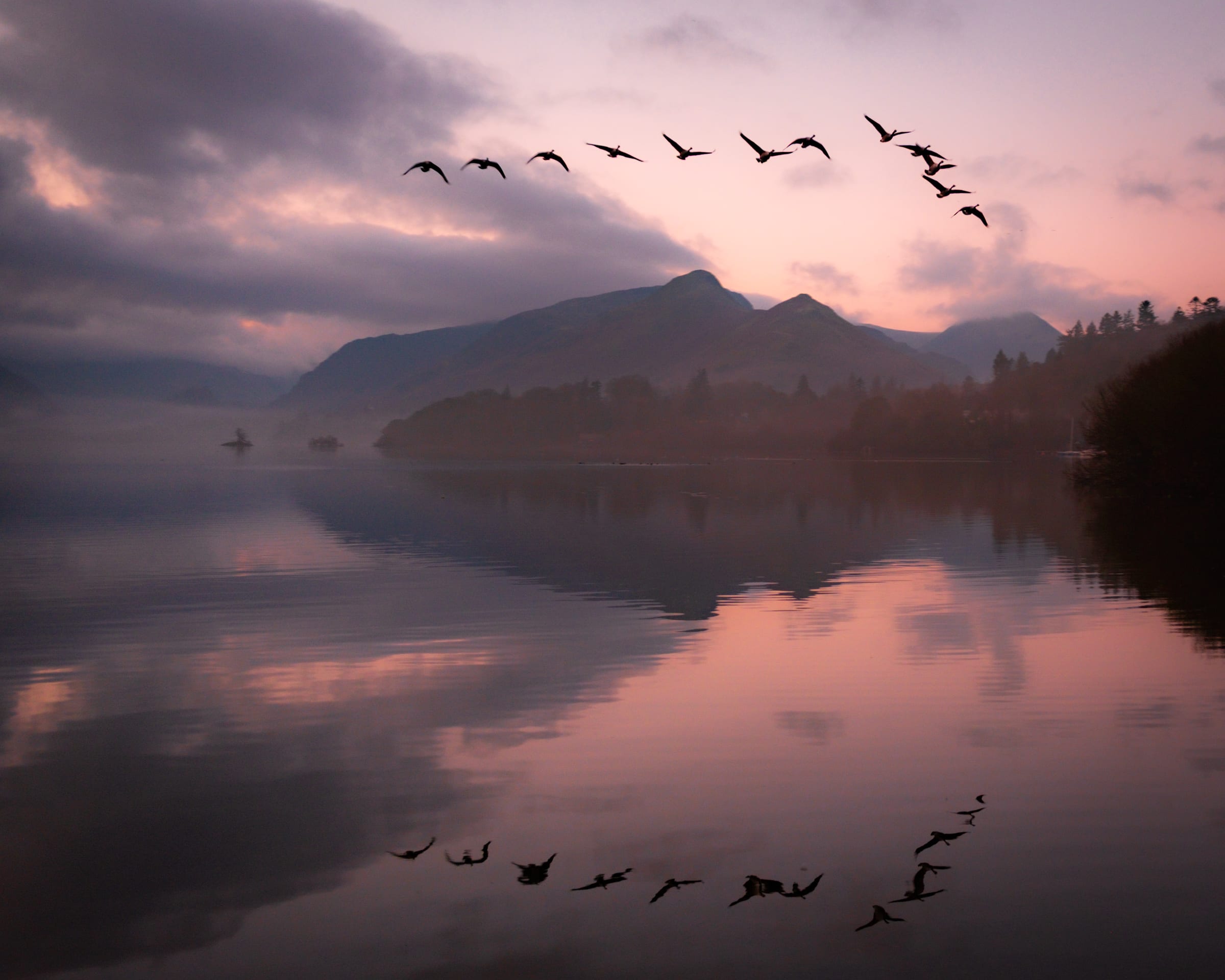 A flight from Canada Geese at dawn