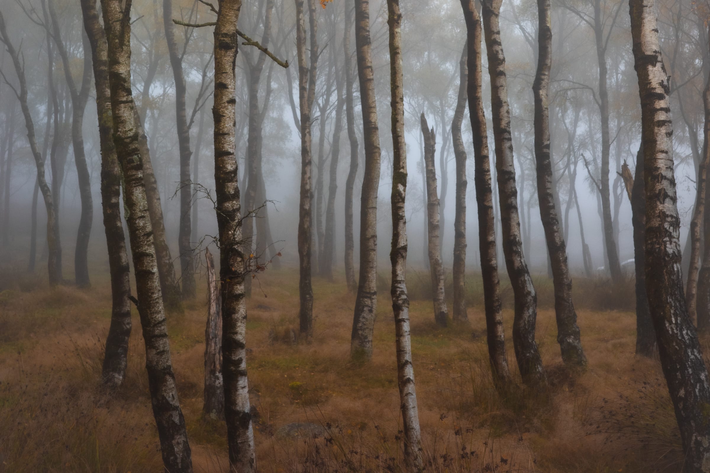 Silver Birch woodland above Griststone Edge