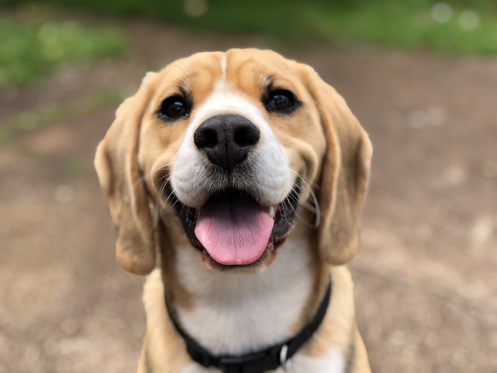 A healthy, happy dog showing the benefits of Nextritionpet's premium cold-pressed nutrition