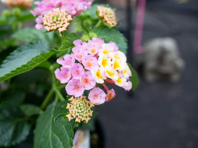 lantana