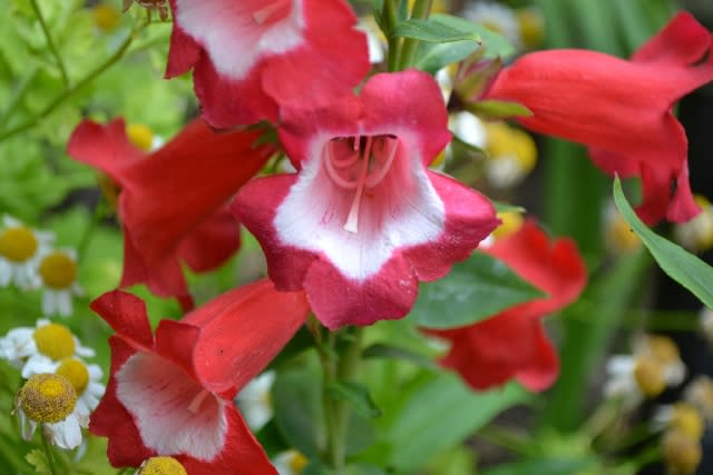 snapdragon flower