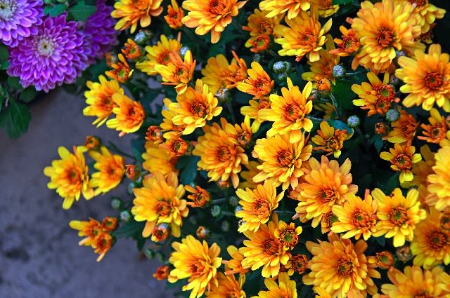 Chrysanthemums