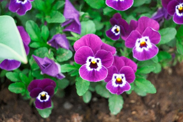 pansy