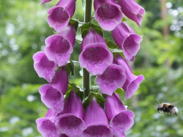foxglove