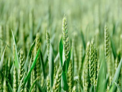 Ингушский РСХЦ проводит для сельхозпредприятий функциональную диагностику растений