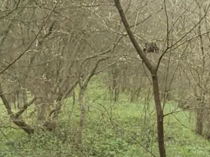 В Ингушетии охотоведы активно готовятся к зимнему периоду