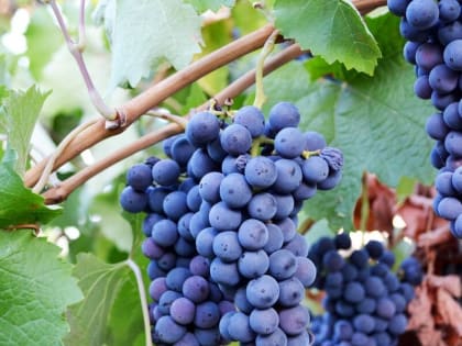 В 2023 году в Ингушетии планируется заложить 100 га виноградников