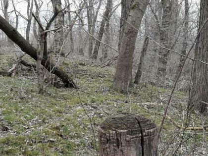 Полиция Ингушетии пресекла незаконную рубку леса на окраине селения Яндаре