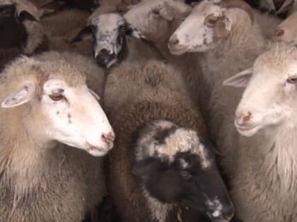 Инфекционни доацача лазара профилактика мишта хила еза кердадоаккхаш болх д1абихьар лораша Минсельхоза болхлошца