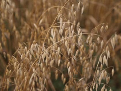 В Ингушетии обработка полей от грызунов незначительно повлияет на себестоимость зерна