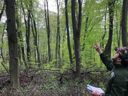 В лесах Ингушетии проведут санитарно-оздоровительные мероприятия