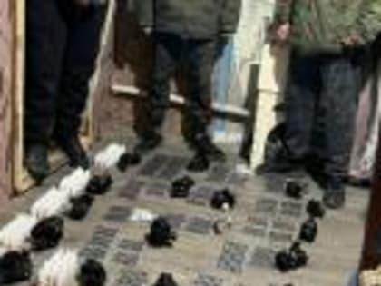 Полиция Ингушетии изъяла в частном доме почти 2,35 килограмма сильнодействующих веществ
