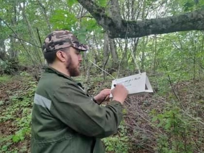 В Малгобекском участковом лесничестве установили феромонные ловушки