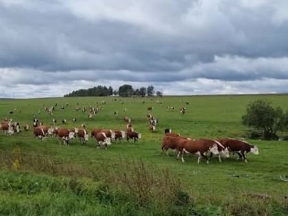 Осторожно, клещи