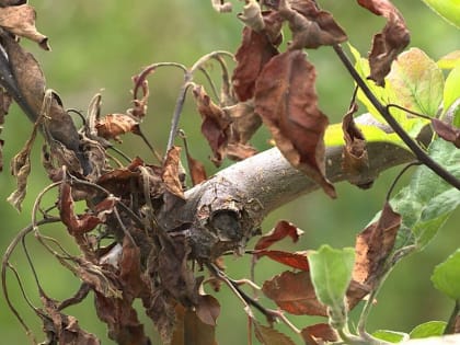 Бактериальный ожог – что делать, если дерево «сгорает»