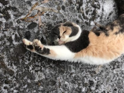 Почти у 80% жителей Ингушетии кошка — любимый питомец