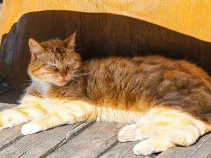 Минприроды Ингушетии призывает граждан проявить заботу о бездомных животных